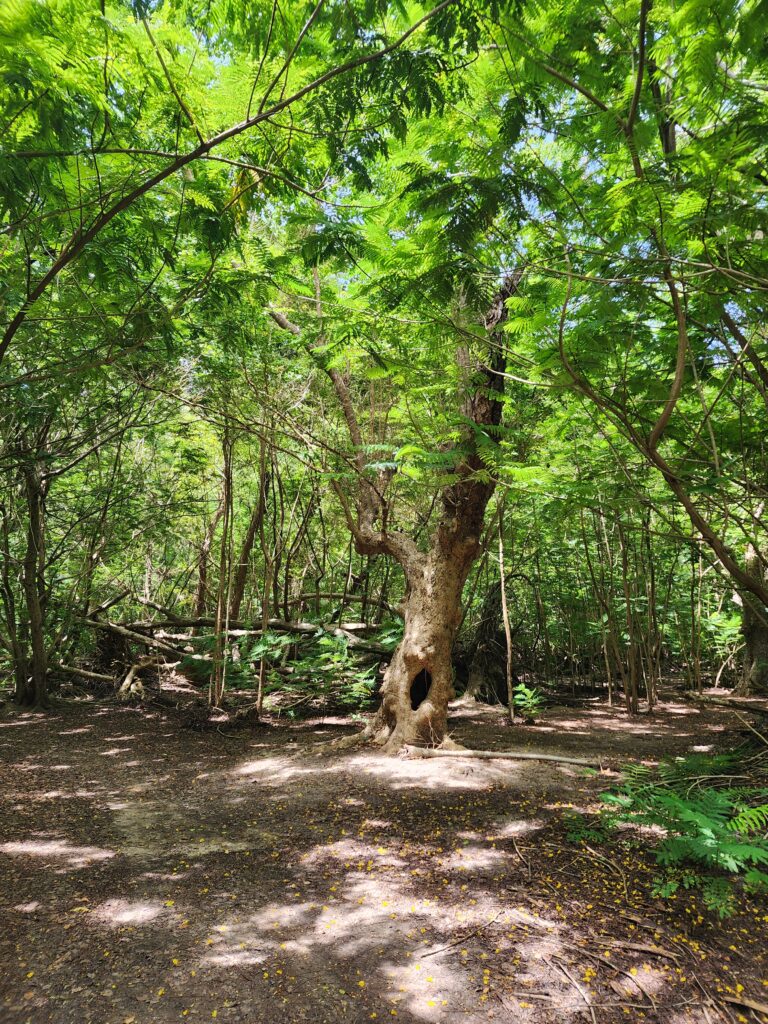 magens bay nature trail and arboretum