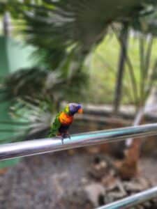 lorikeet at coral world marine park